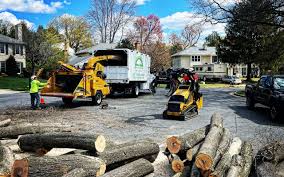 Best Tree Disease Treatment  in White Plains, NY