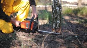 Best Tree Cabling and Bracing  in White Plains, NY