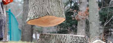 Best Tree Mulching  in White Plains, NY