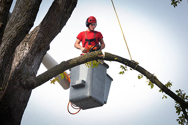 Best Hazardous Tree Removal  in White Plains, NY