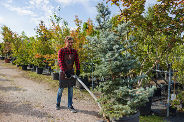  White Plains, NY Tree Removal Pros
