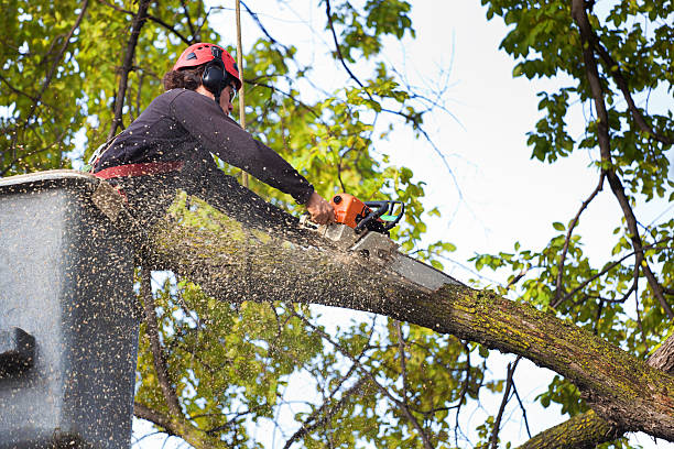 Best Soil Testing and Treatment  in White Plains, NY